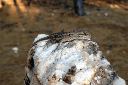 Lizard