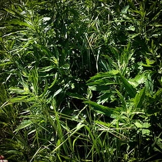 Mugwort in the wild