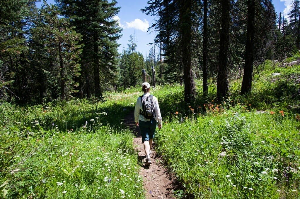 Hiker walks along a narrow dirt trail through a lush green forest with tall trees and wildflowers on a sunny day.
