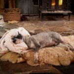 a gray small dog laying on a cozy rug with a blanket as a pillow in front of the fireplace