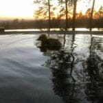 a duckling swiming on the lake