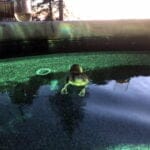 a yellow duckling swimming in the pool