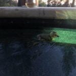 a yellow duckling swimming in the pool