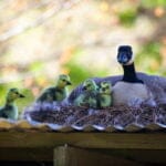 a mother duck sitting on the nest with her new baby ducks