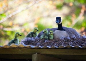 a mother duck sitting on the nest with her new baby ducks