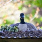 a duck mother sitting on her nest with her baby ducks