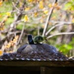 a duck and her baby duck sitting on its nest