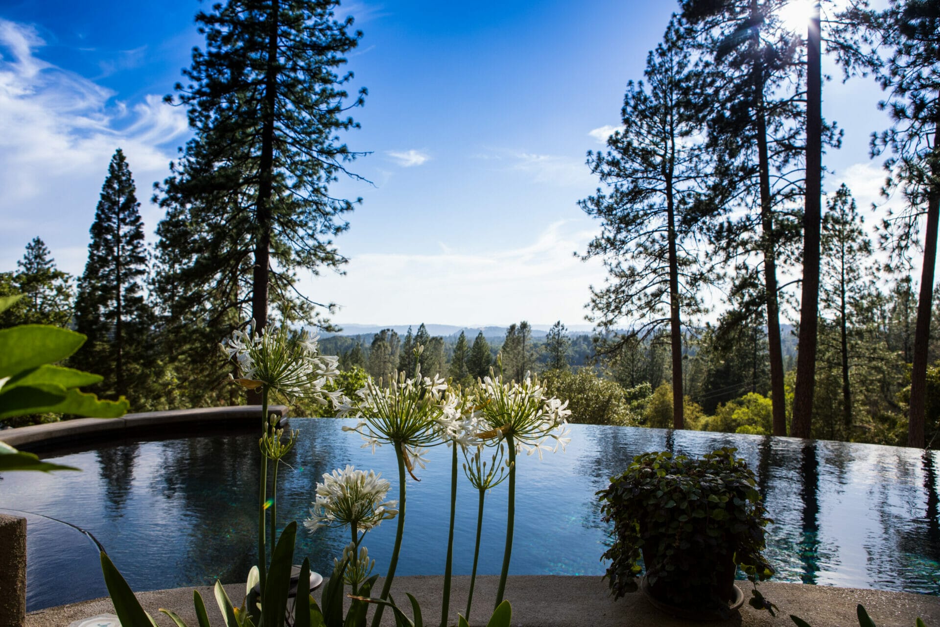Reverie retreat pool view with the forest