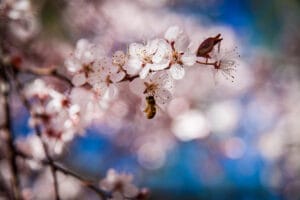BEE ON FRUIT TREE BLOSSOMS