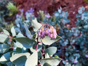 MANZANITA BLOOMS