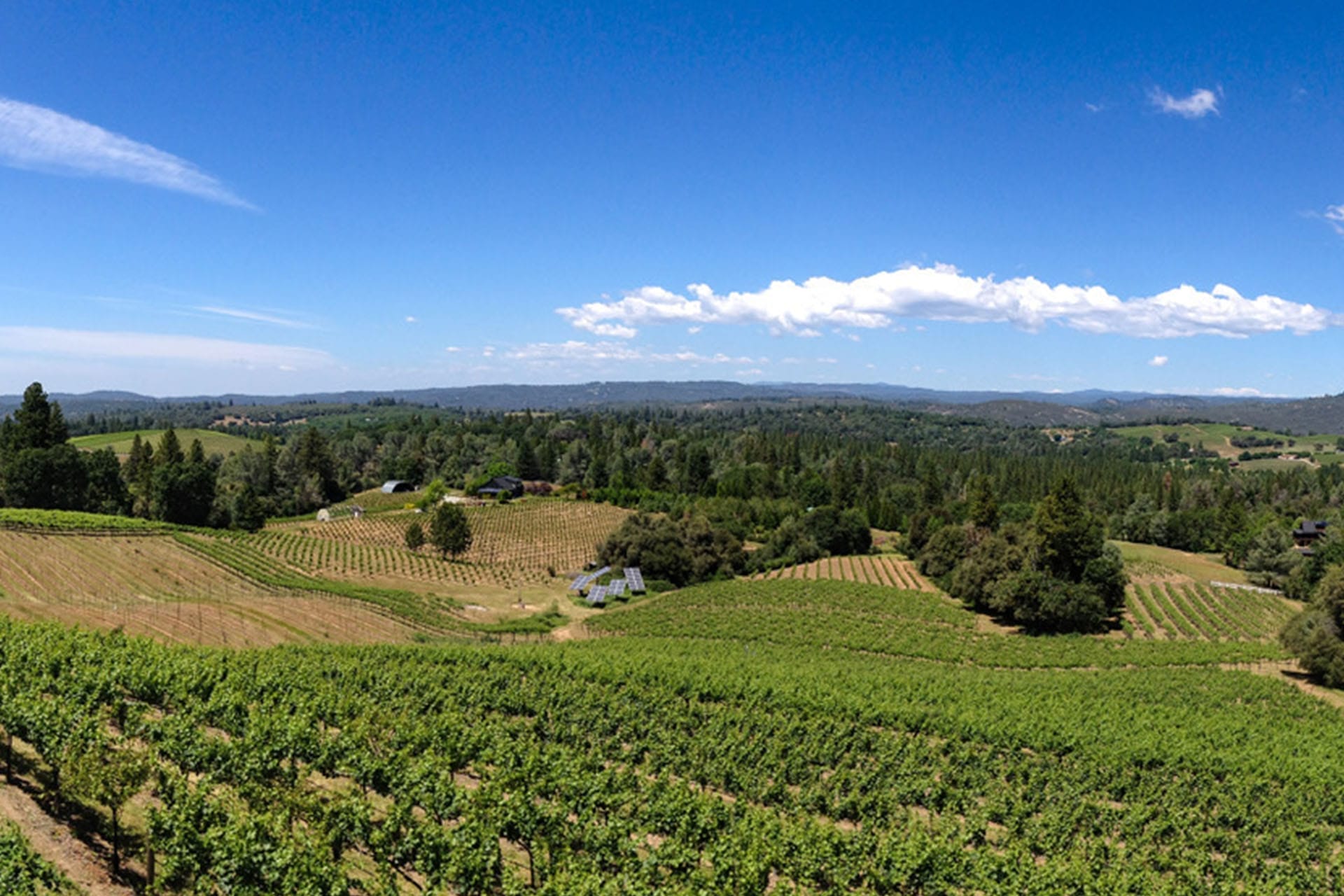 Wine Country Rolling Hills and Vineyard