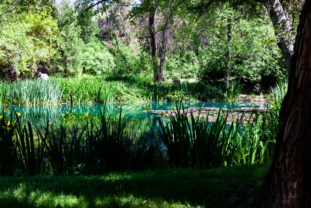 High Sierra Iris and Wedding Garden