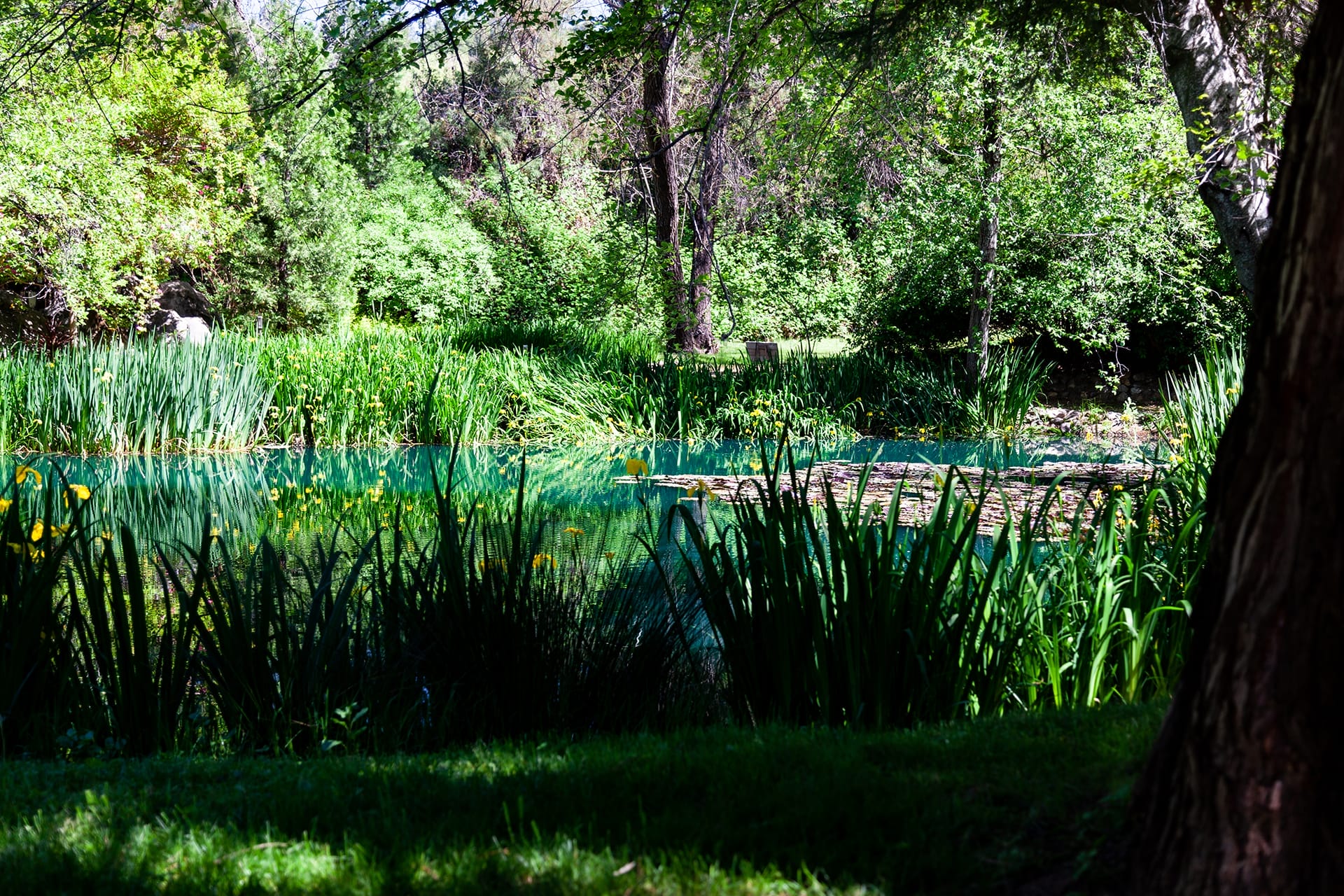 High Sierra Iris and Wedding Garden