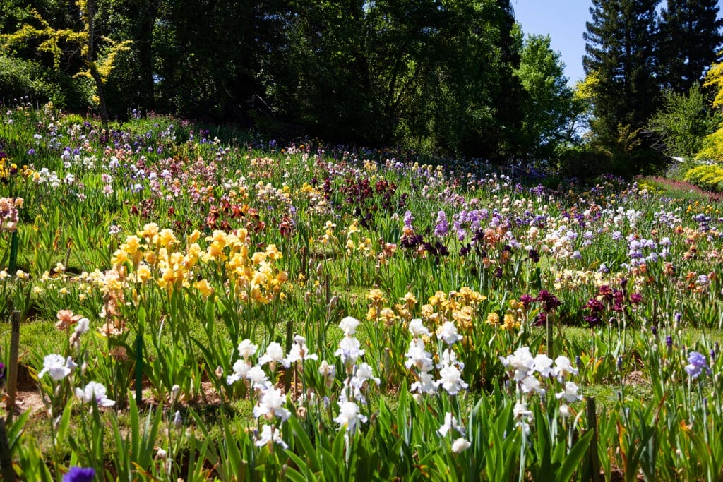 High Sierra Iris and Wedding Garden