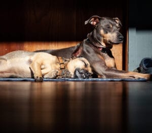 Copper and Felix
