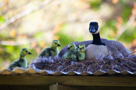 A Canada goose sits on a nest made of straw with four fluffy goslings, looking alert. The nest is on a corrugated roof, and the background is blurred greenery.