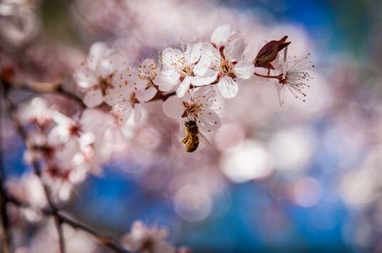 A bee collects nectar from a cluster of pink cherry blossoms, with blurred flowers and a blue sky in the background.
