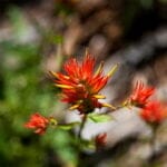 Close-up of a red wildflower with spiky, vibrant petals, set against a softly blurred background of green foliage and brown earth.