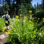 Hiker walks along a narrow trail lined with yellow wildflowers and green foliage, surrounded by a sunlit evergreen forest.