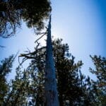 Low-angle view of a tall, bare tree trunk towering above surrounding green pines, with the sun glowing behind it against a clear blue sky.