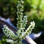 Close-up of a greenish-white flower spike with small clustered blossoms, set against a blurred background of greenery and a weathered log.