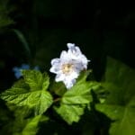 Single white flower with delicate petals stands out against a dark green leafy background, creating a striking contrast.