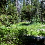 Sunlit forest with tall trees, dense green foliage, and scattered light filtering onto the forest floor. Fallen branches rest among the undergrowth of plants and shrubs.