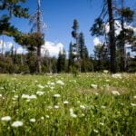 Grassy meadow with small white wildflowers in bloom, surrounded by tall pine trees under a clear blue sky with scattered clouds.