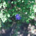 Single vibrant purple wildflower blooms at the center, surrounded by green foliage, with sunlight casting soft shadows on the leaves and ground below.