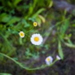 Close-up of a small white daisy with a yellow center, surrounded by three smaller buds.