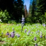 Purple wildflowers blooming in a sunlit meadow with green grass and tall trees in the background under a clear blue sky.