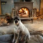 dog in front of the fireplace
