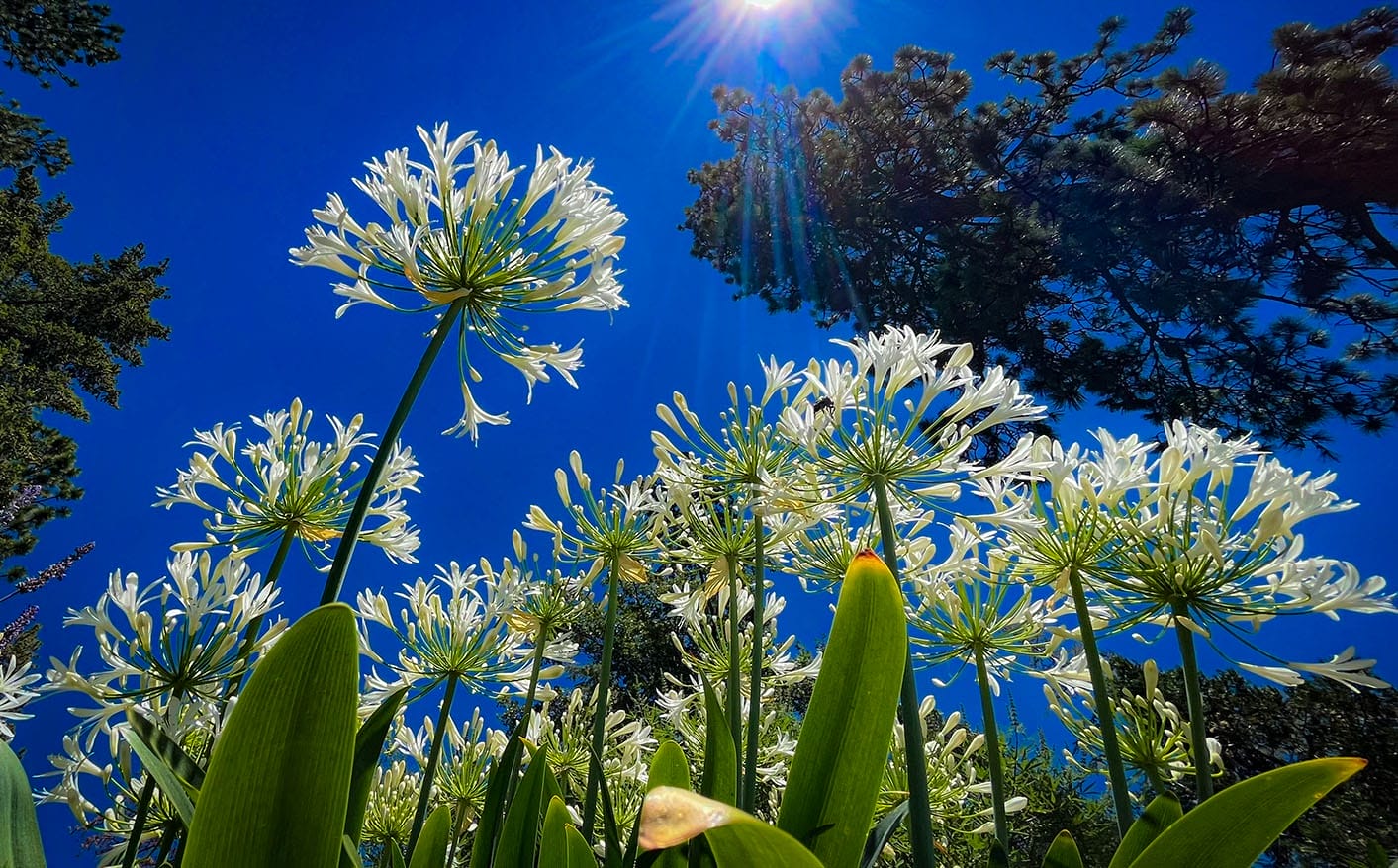 Low-angle view of white agapanthus flowers reaching toward a bright sun and blue sky, framed by evergreen trees.